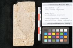 Foto (Objekt + Etikett) von Quercus palaeoilex Ettingshausen (NHMW-GEO-2024-0188-8109)